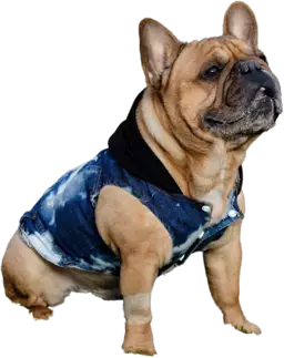 Chapo